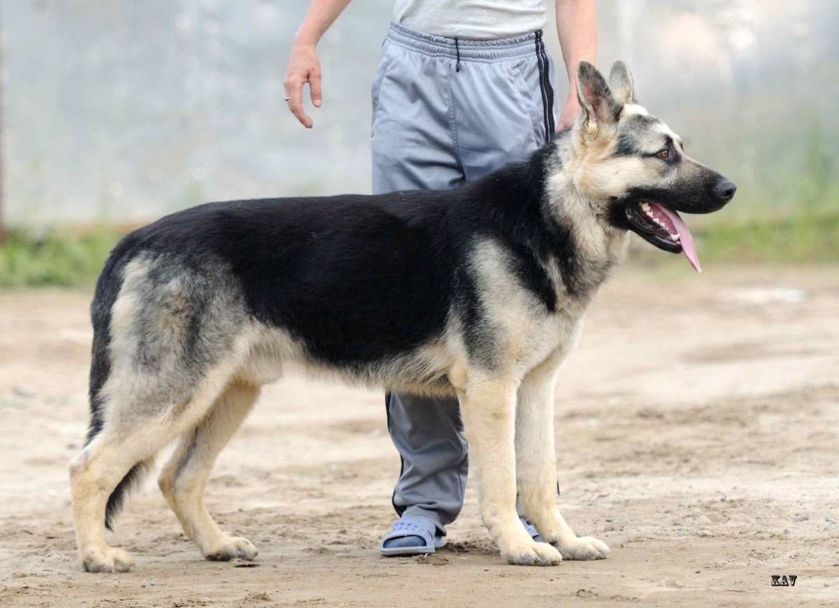 Немецкая овчарка коротконогая