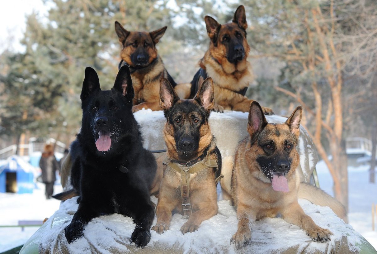 Немецкая овчарка зонарного окраса