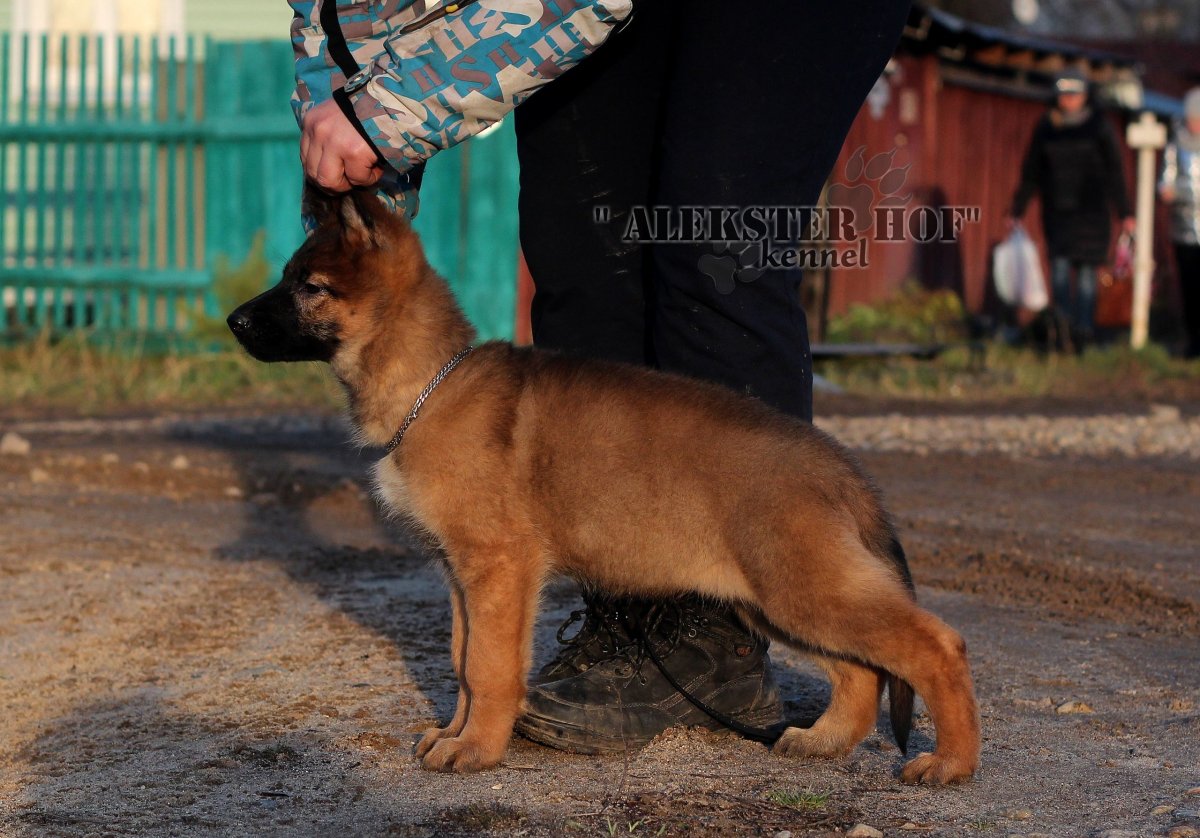 Зонарно рыжая немецкая овчарка