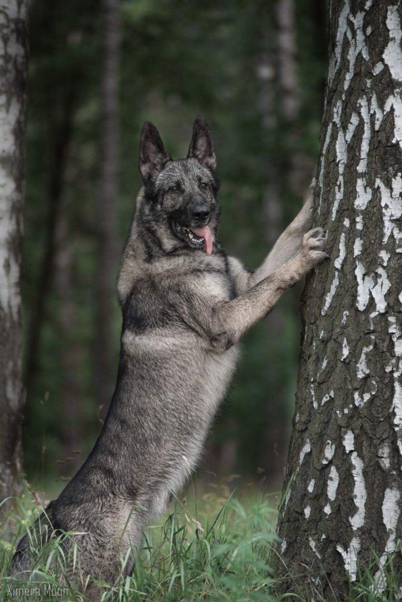 Чепрак овчарка