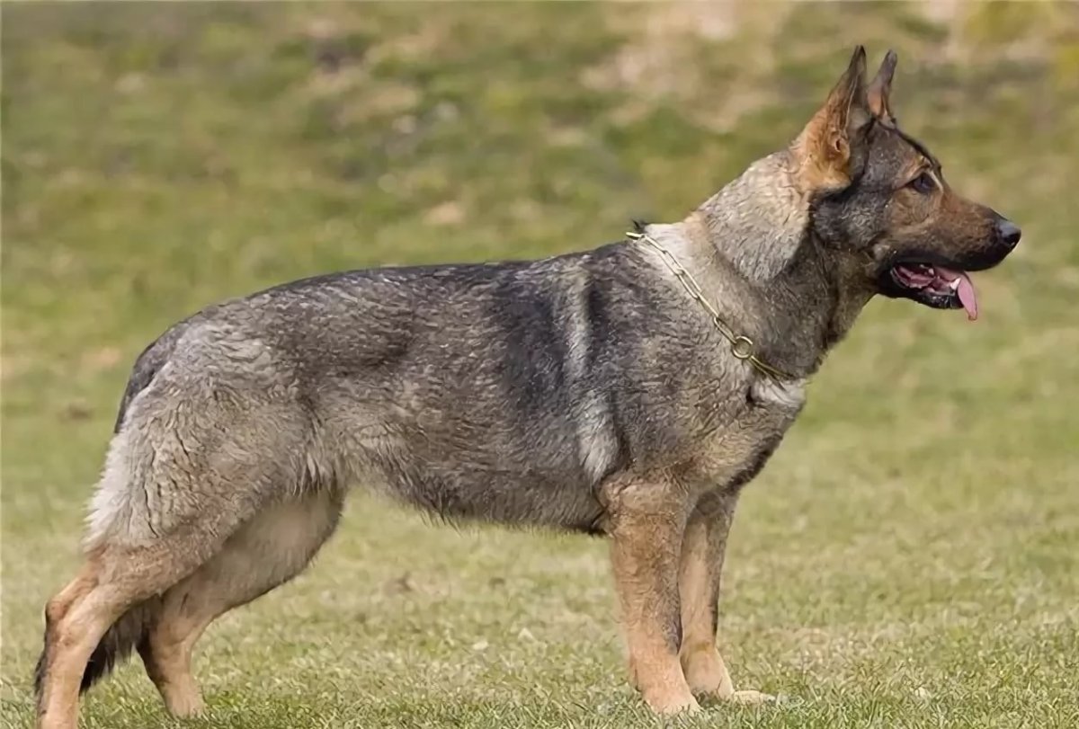 Зонарная немецкая овчарка