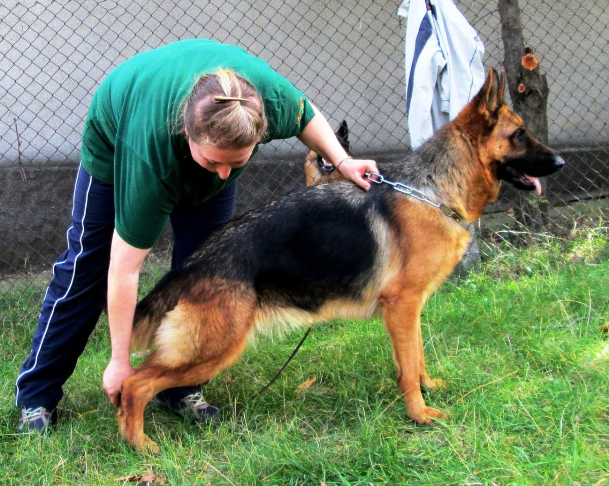 Немецкая Шефер овчарка