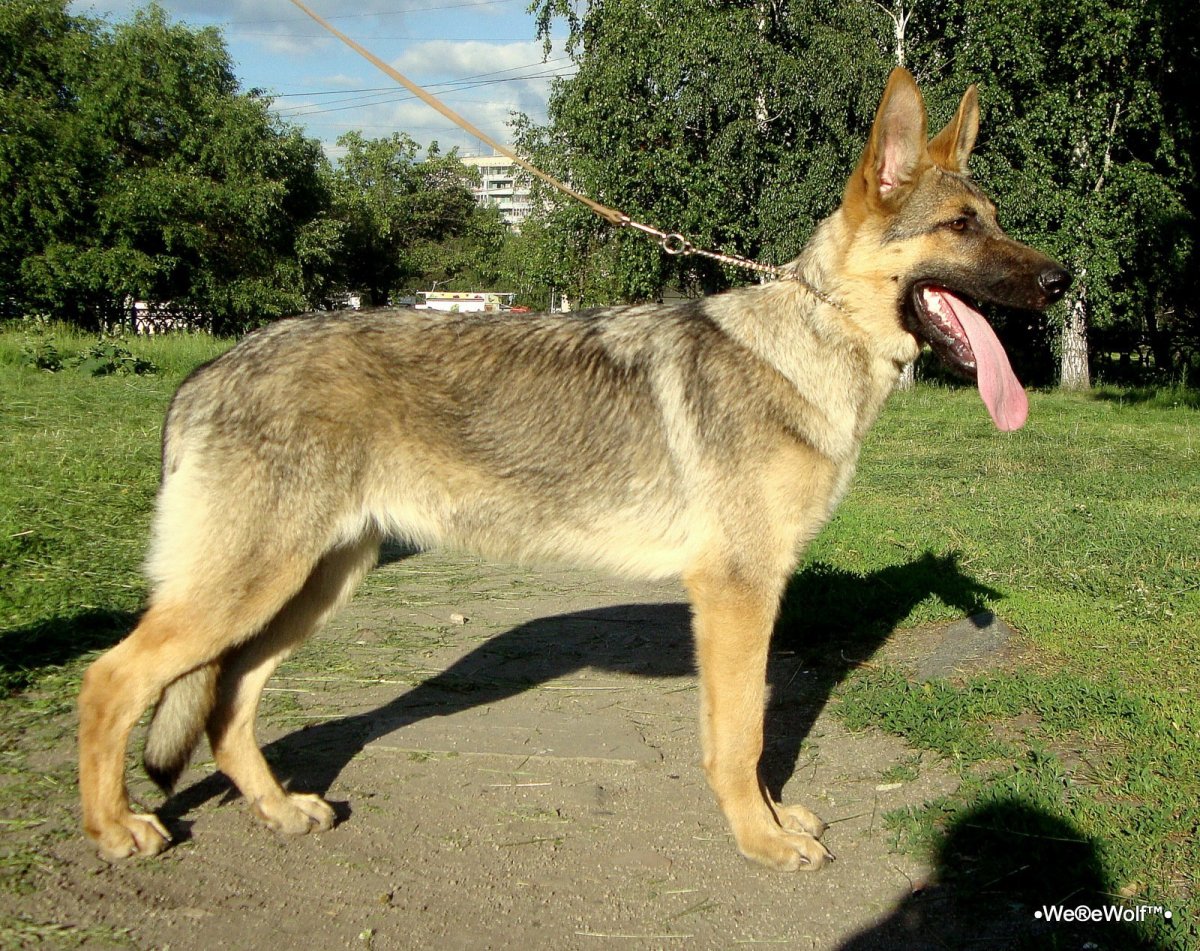 Восточно европейская овчарка зонально рыжий