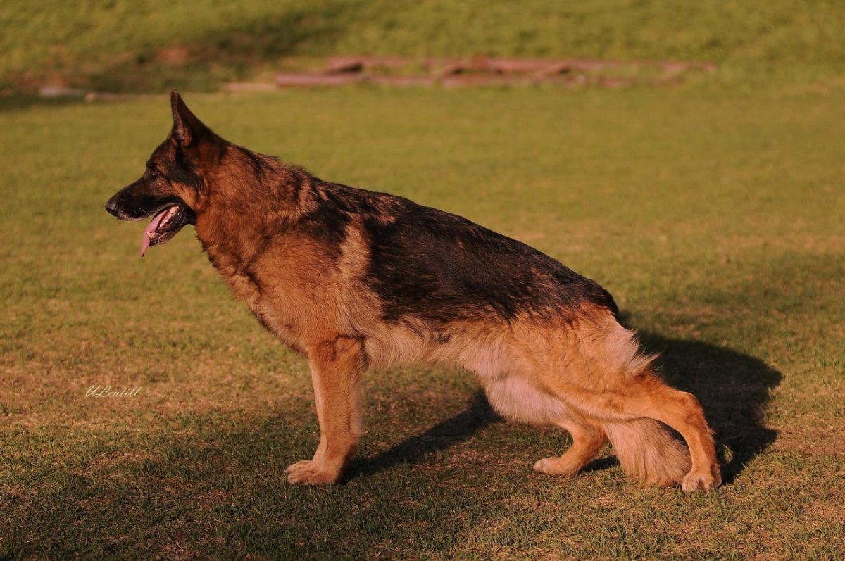 Зонарно рыжая немецкая овчарка
