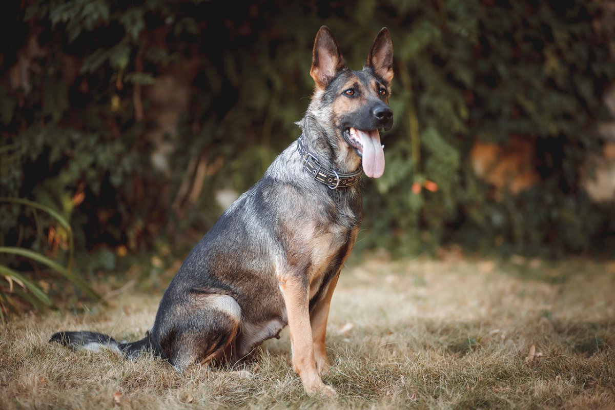 Зонарная немецкая овчарка