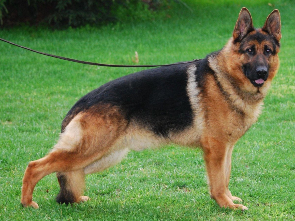 Чепрак овчарка