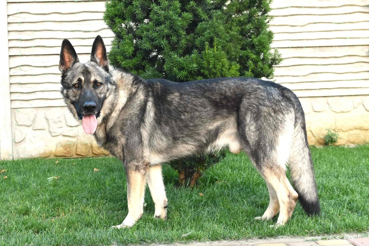 Чепрачная немецкая овчарка