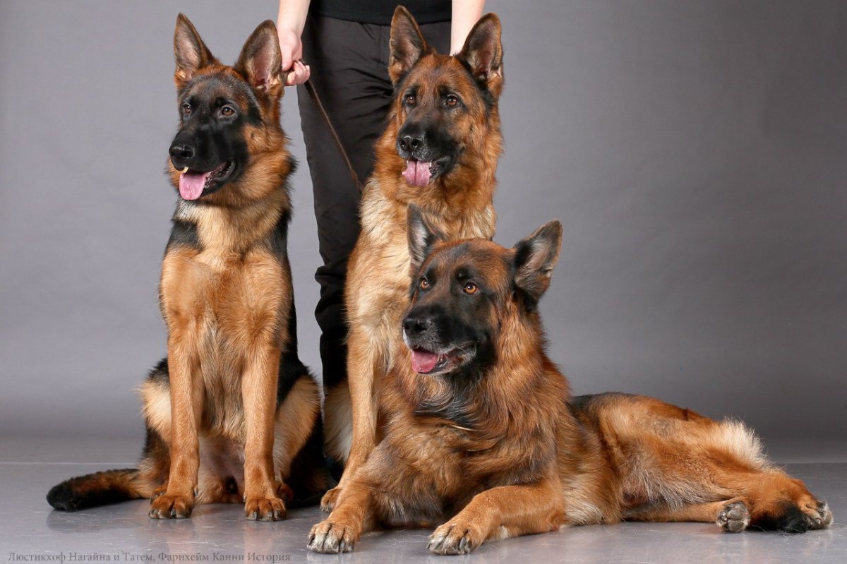 Канадская овчарка рыжая