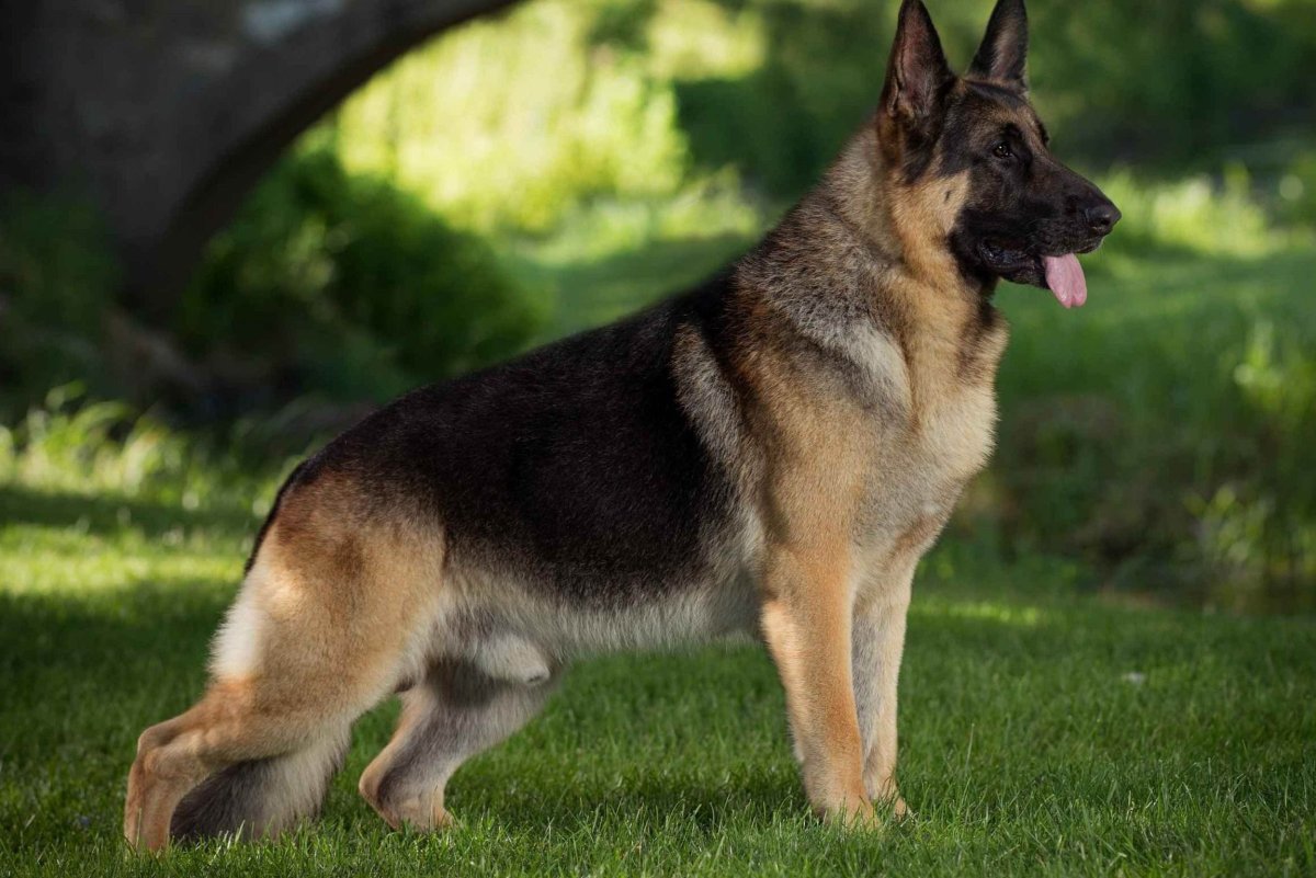 Восточноевропейская овчарка чепрачный