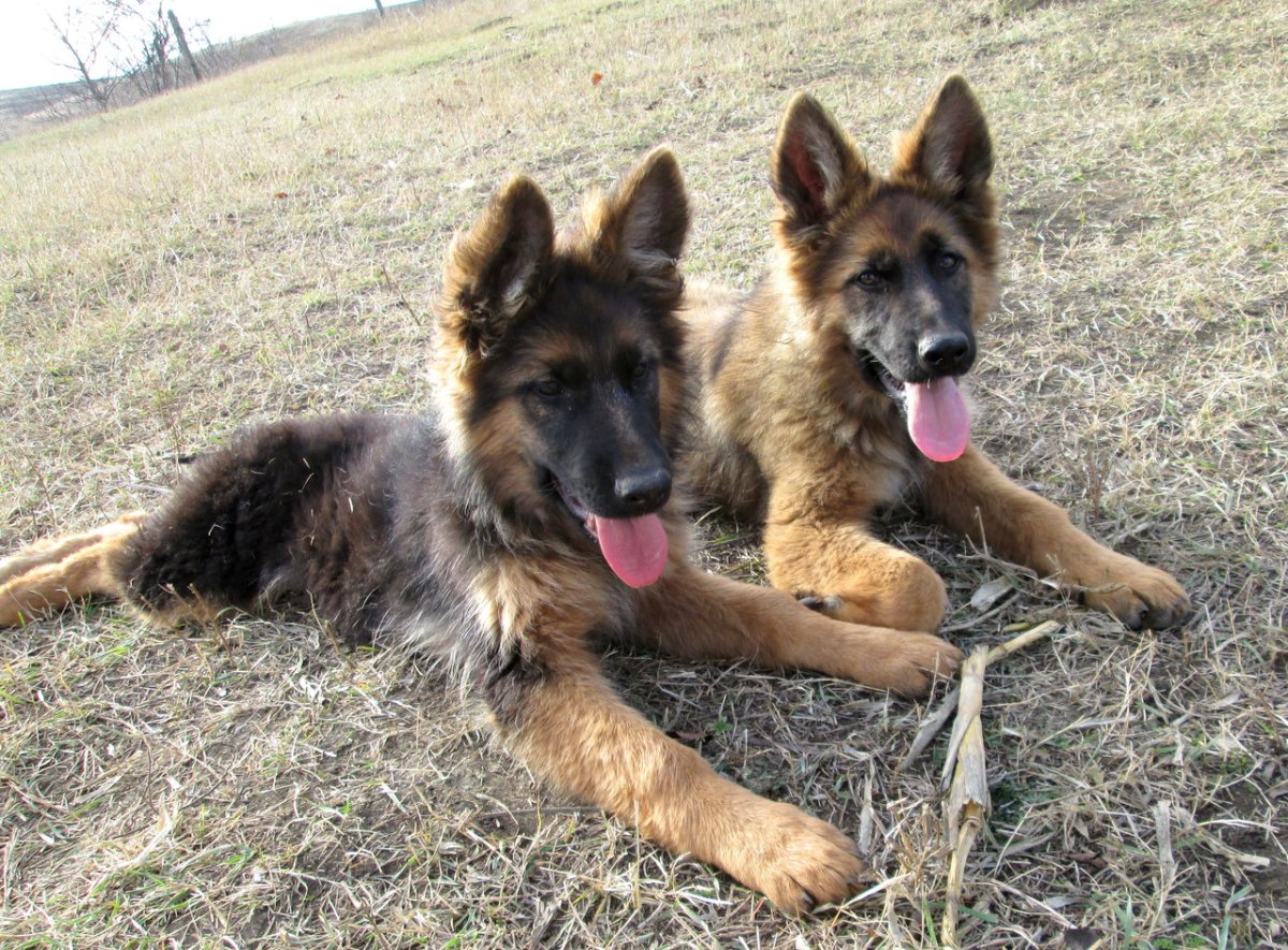 Арзуки овчарка