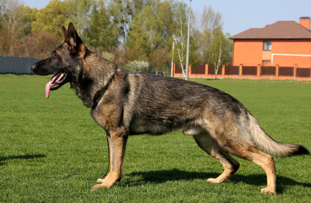 Восточно-европейская овчарка зонарного окраса