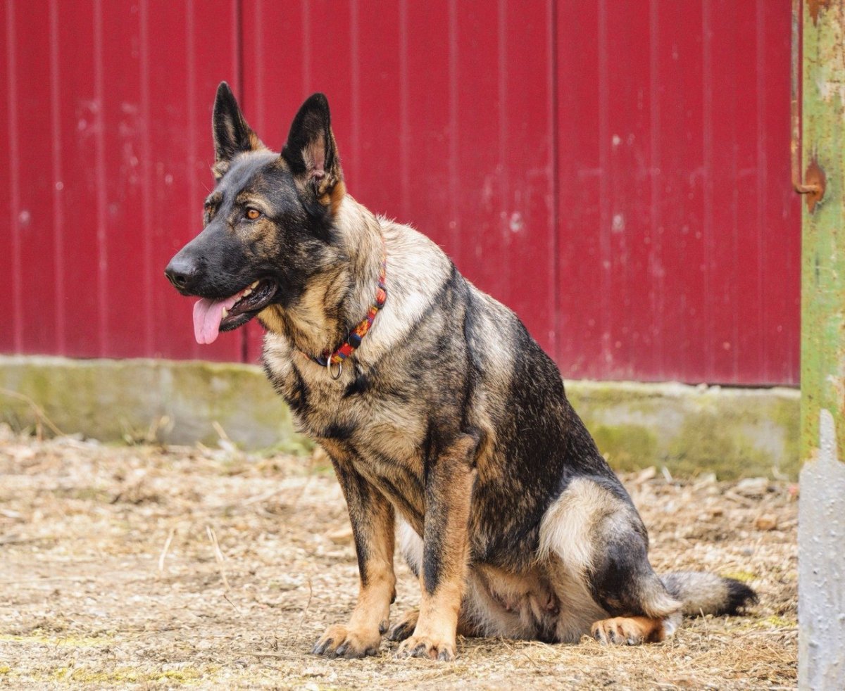 Чепрачная овчарка