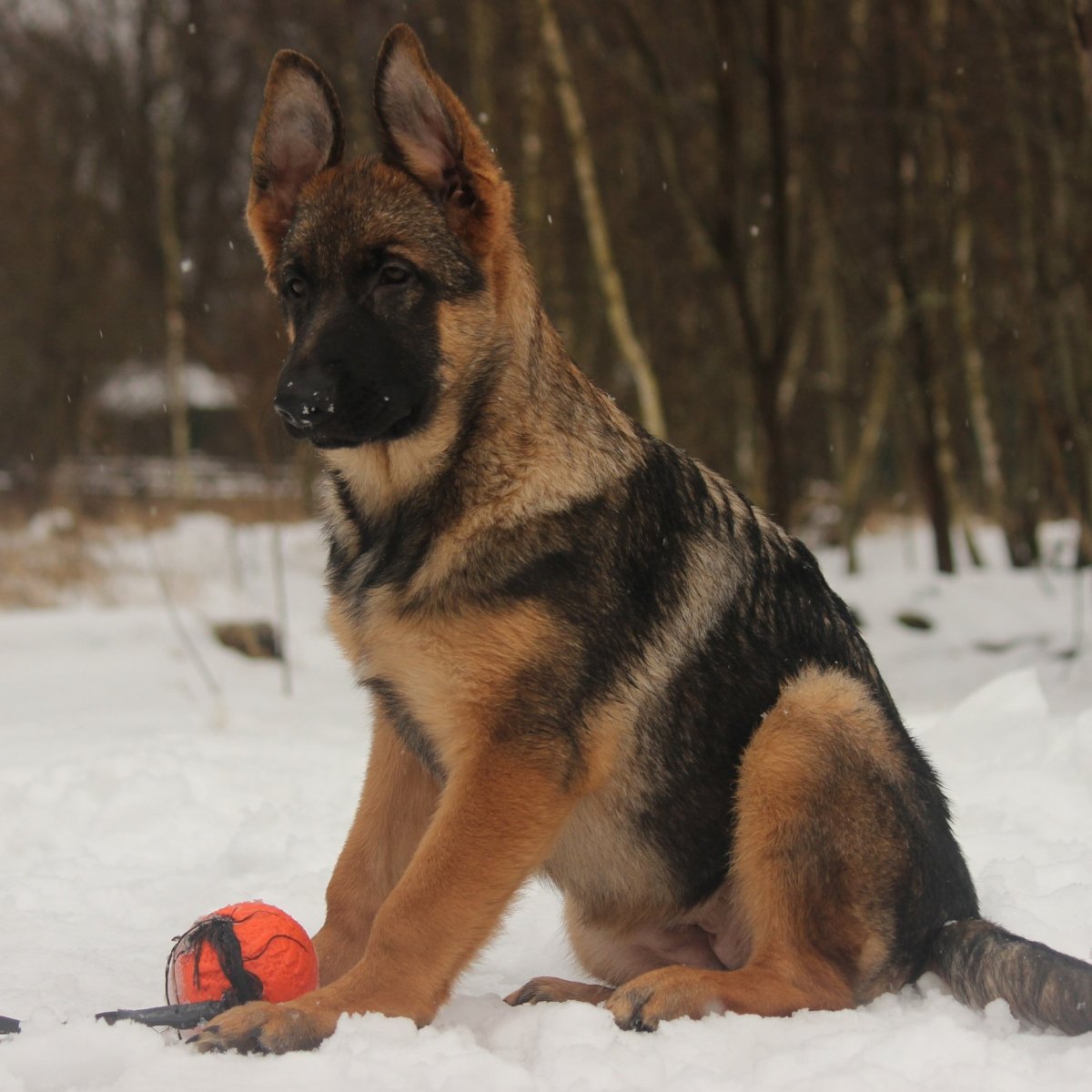 Зонарная немецкая овчарка