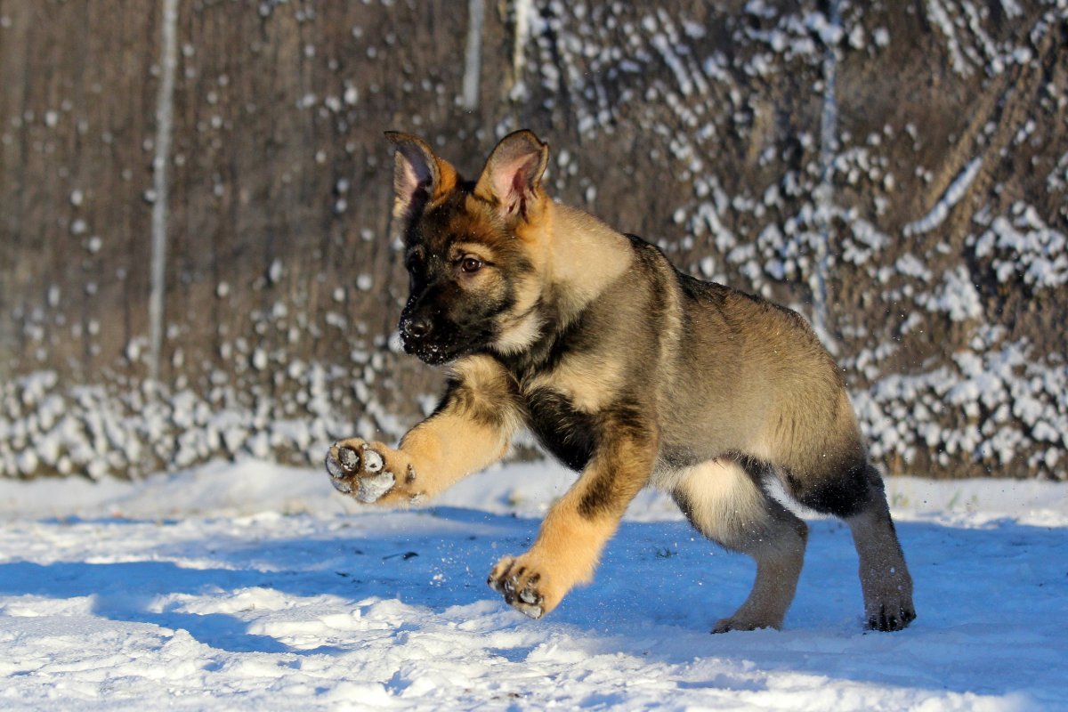 Немецкая овчарка зонарного окраса