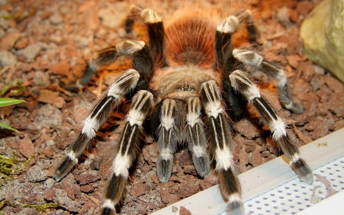 Лапки паука птицееда