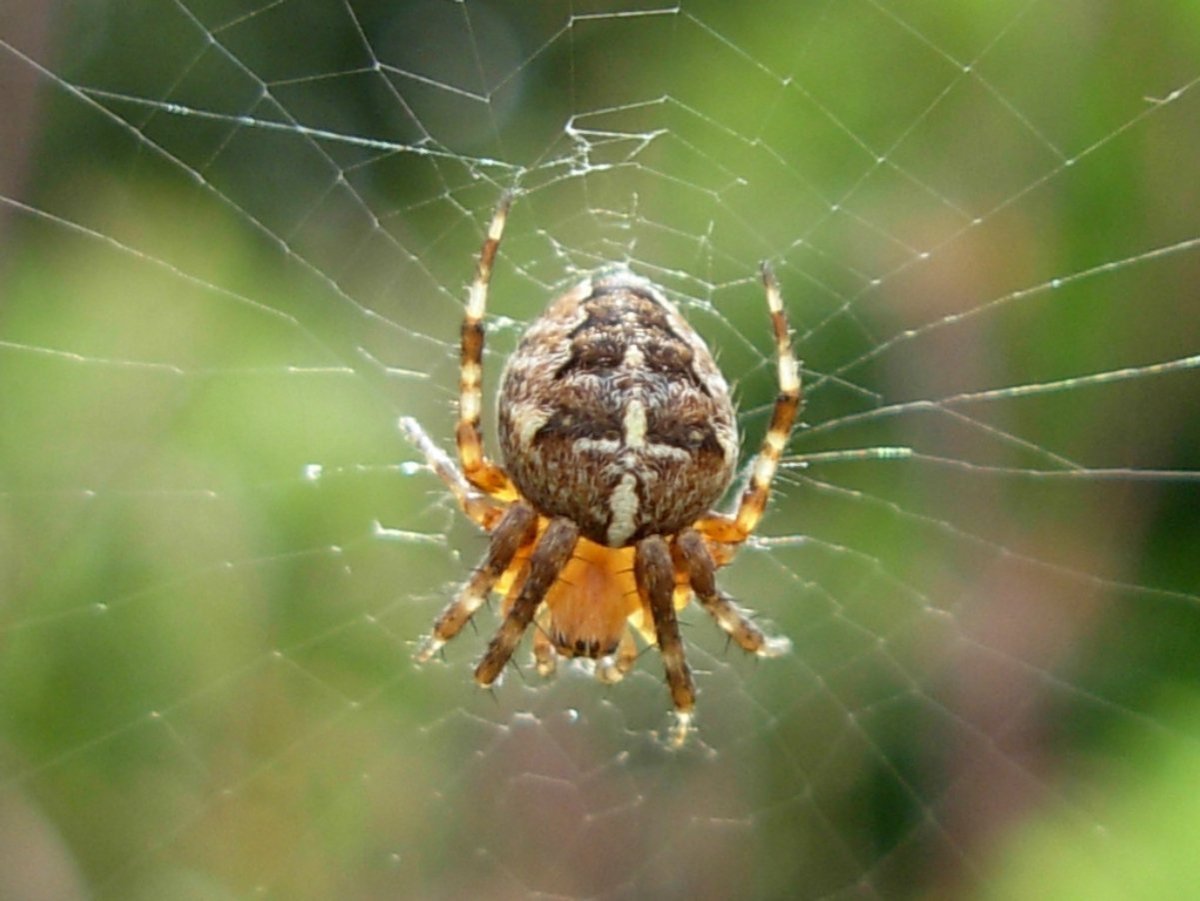 Araneus diadematus - крестовик