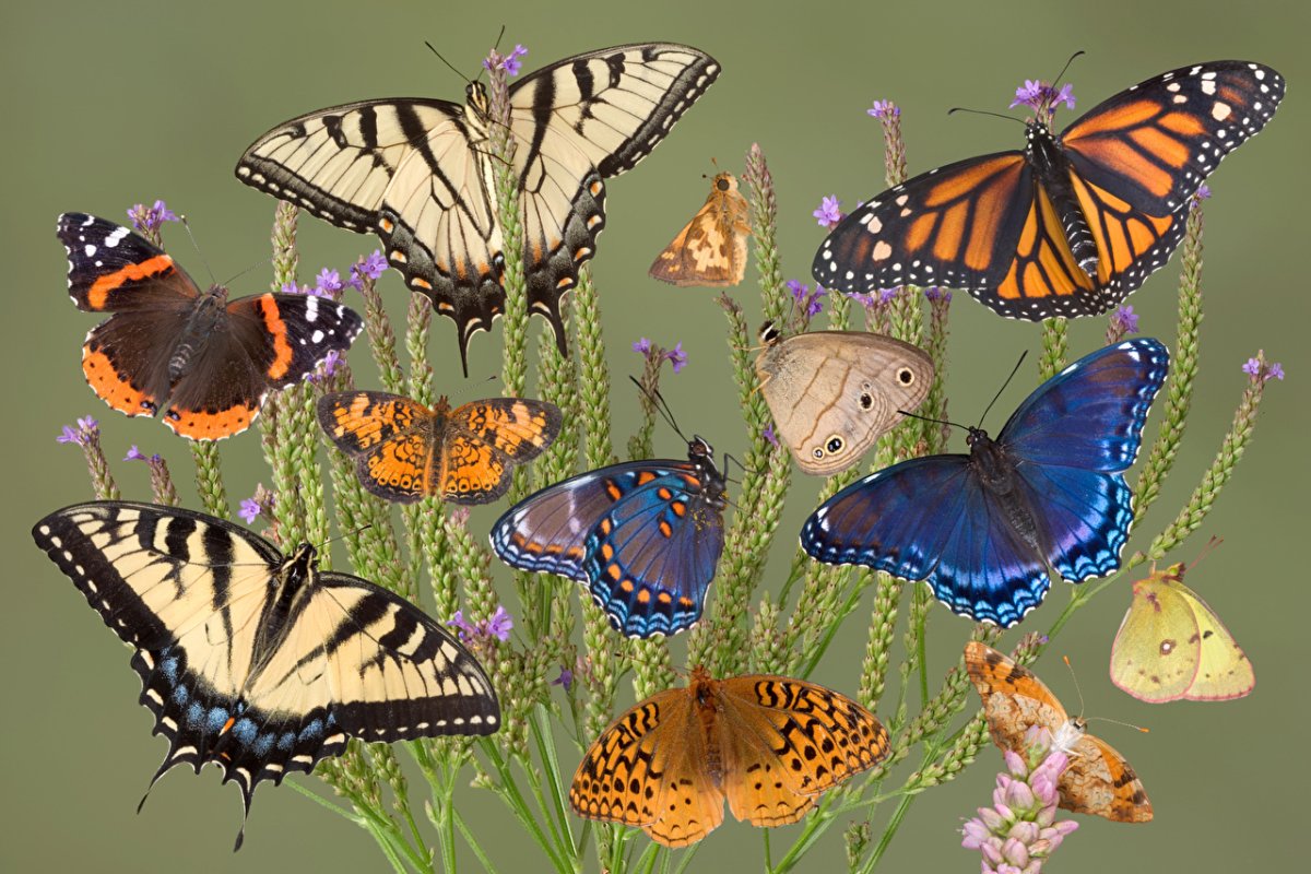 Многоцветная бабочка