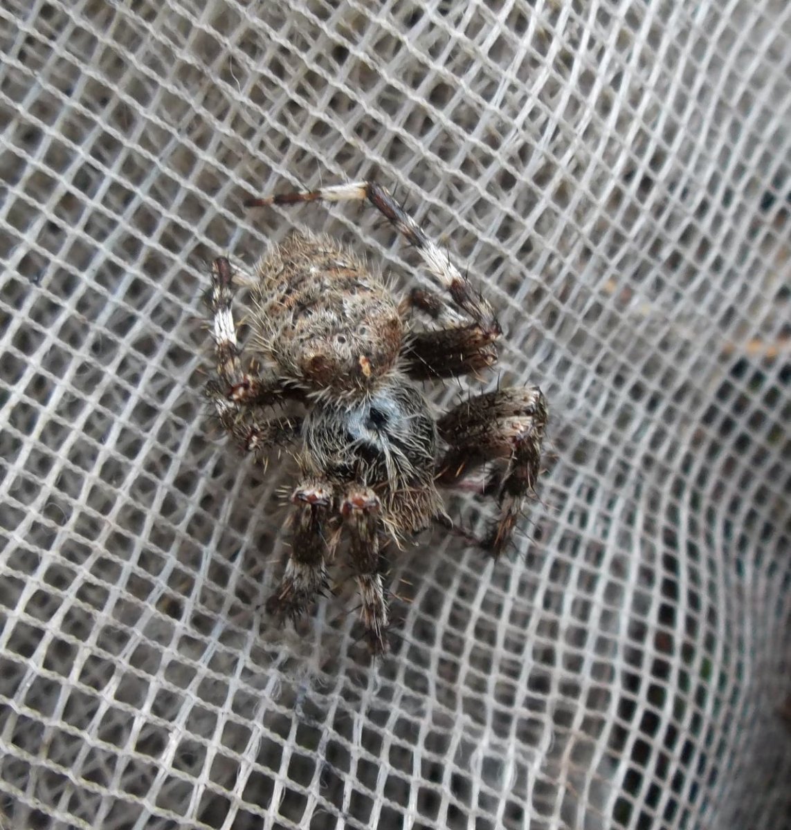 Пауки Ярославской области