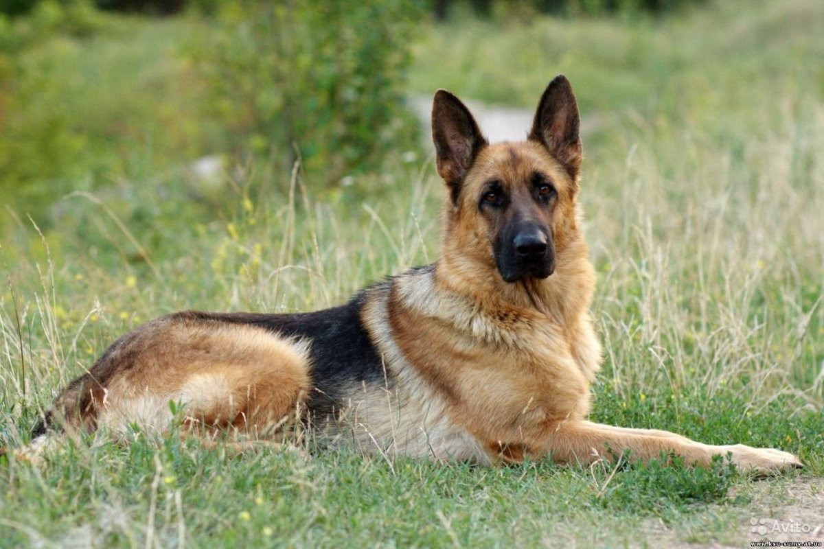 Чепрачная немецкая овчарка