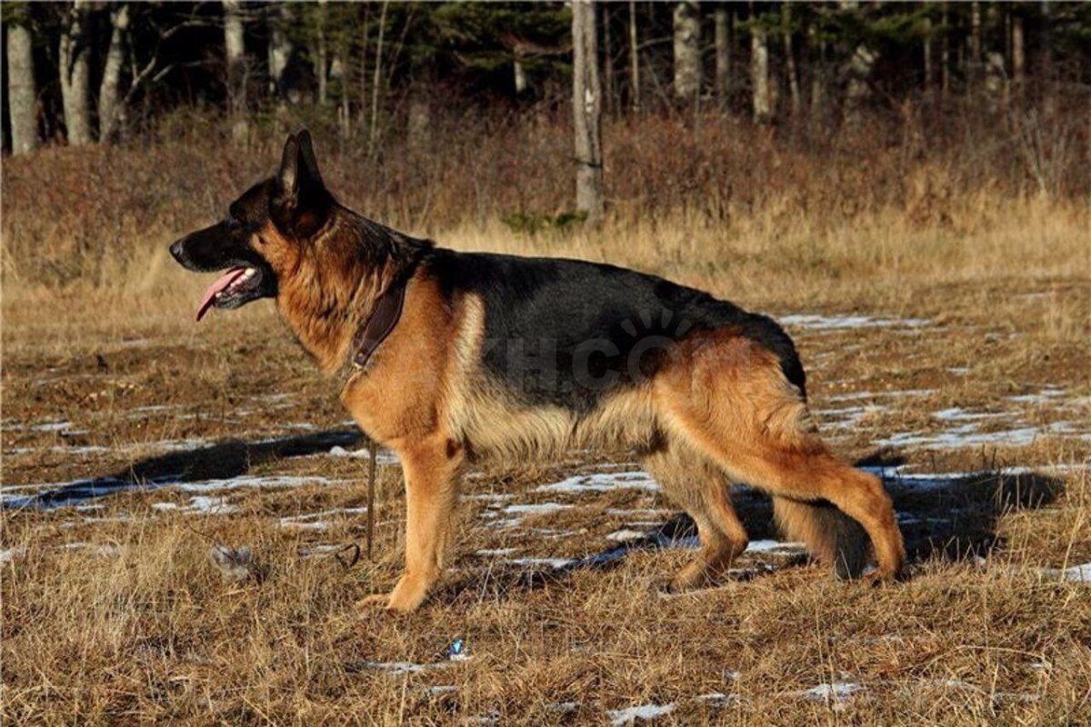 Чепрачная немецкая овчарка