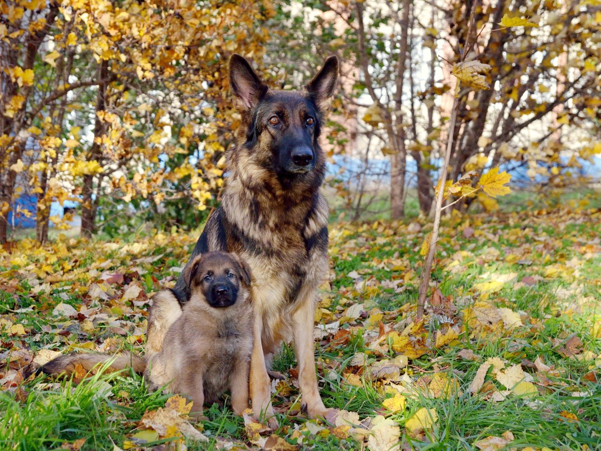 Немецкая овчарка зонарного окраса длинношерстная