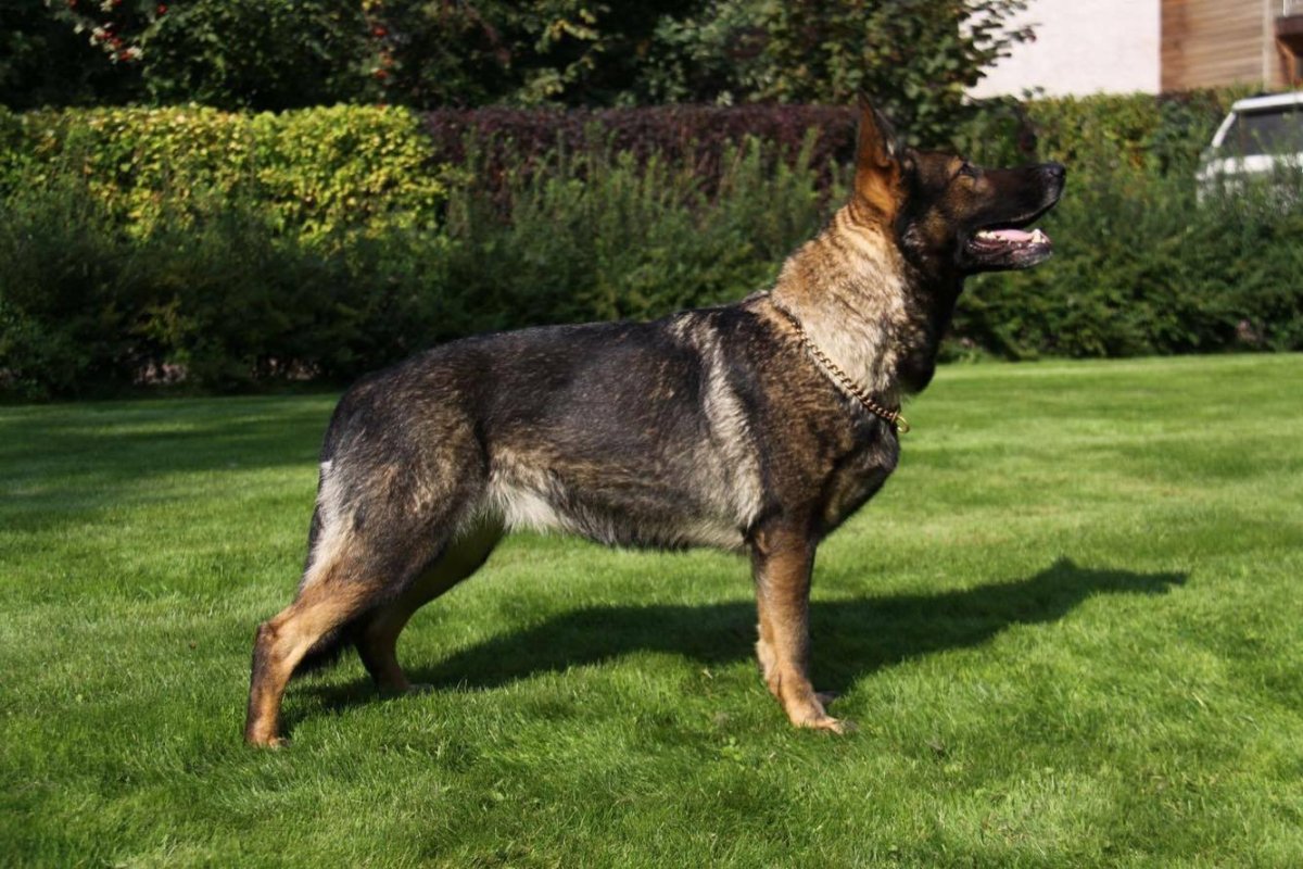 Овчарка зонарного окраса