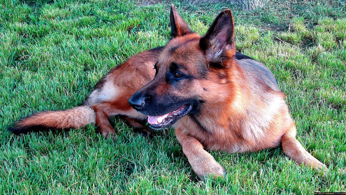 Немецкая овчарка Шеферд