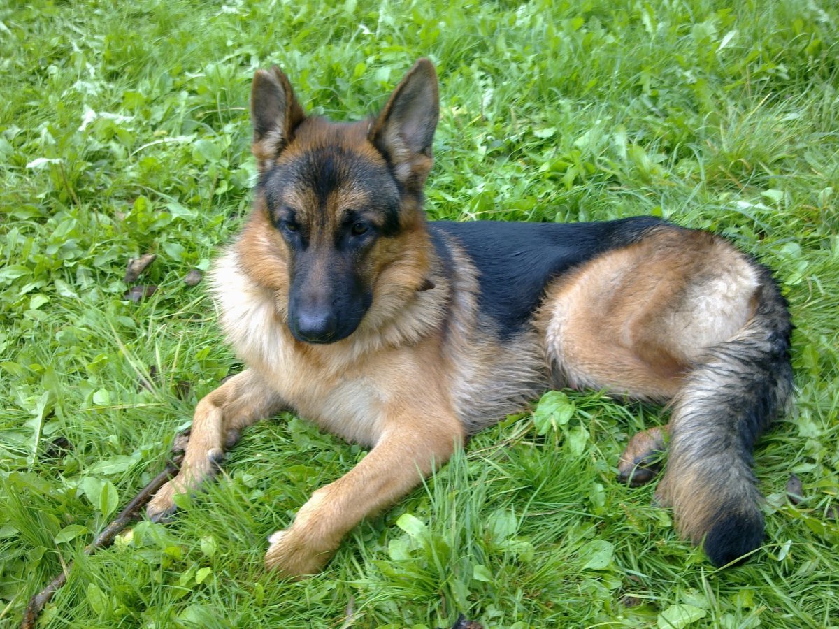 Рыжая немецкая овчарка щенок