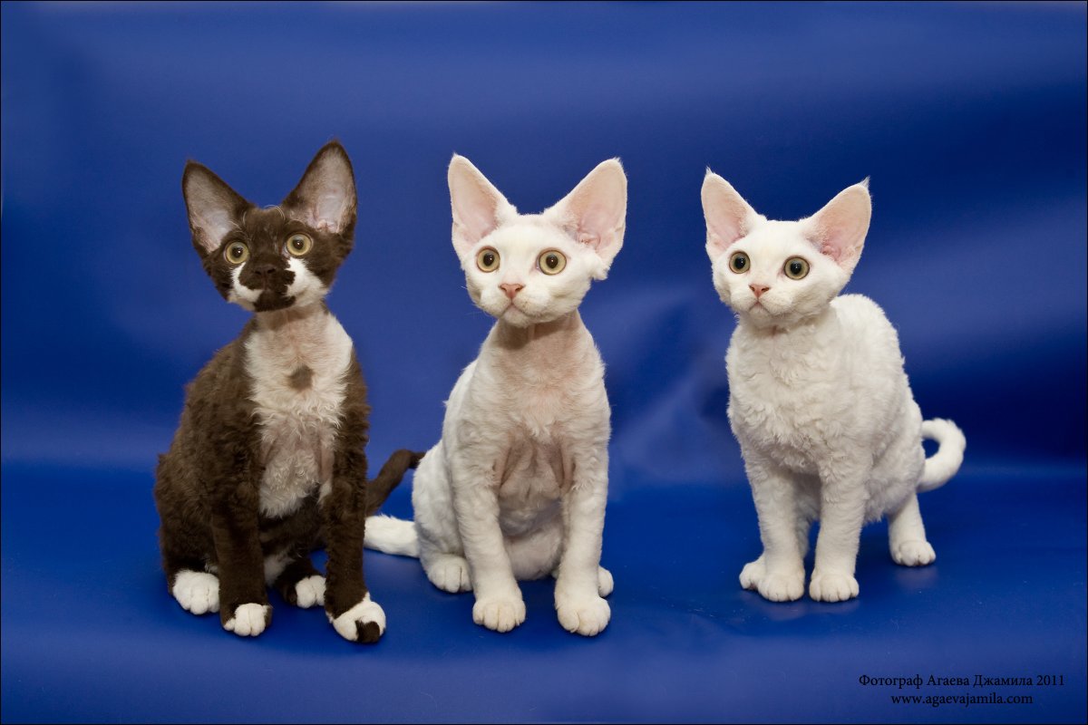 Чем можно кормить котенка Девон рекс в