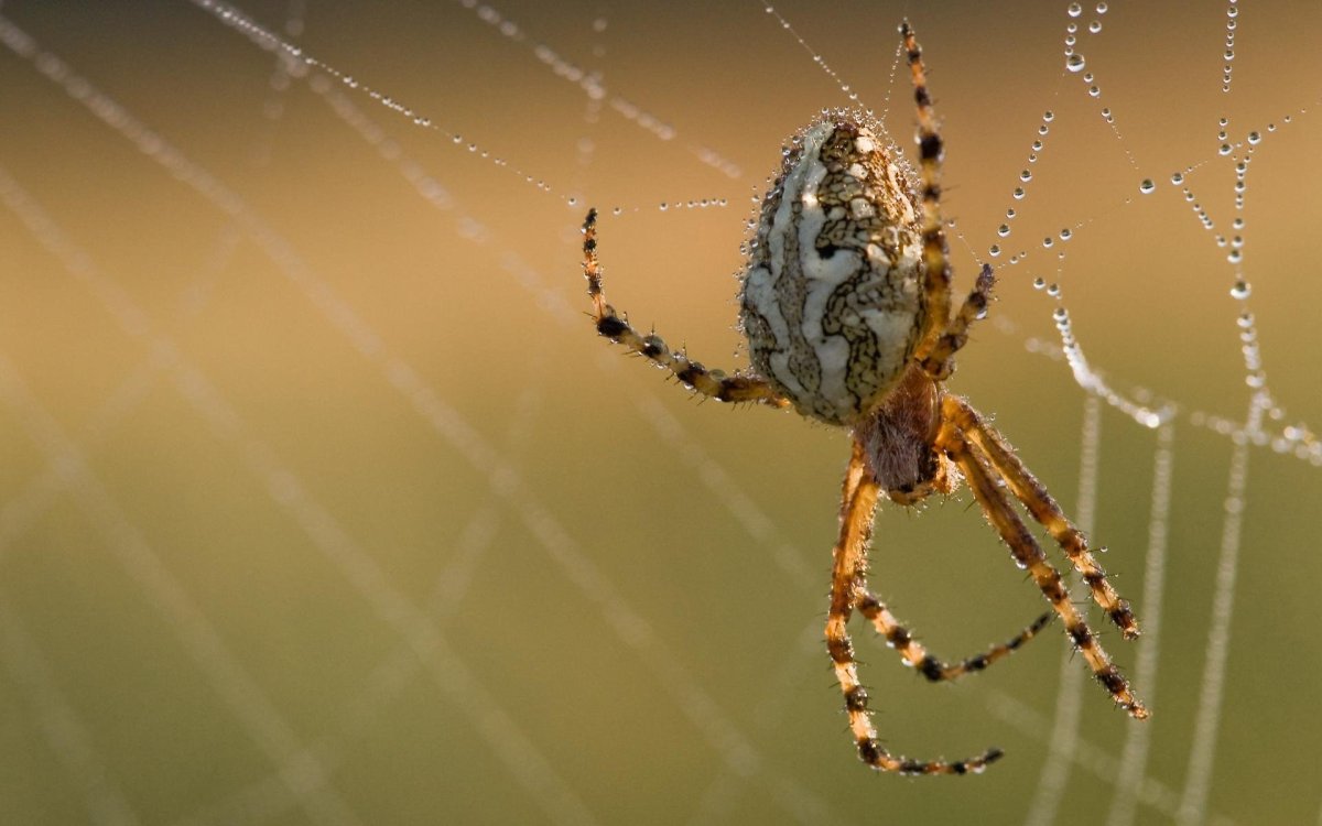 Пауки в Ярославле