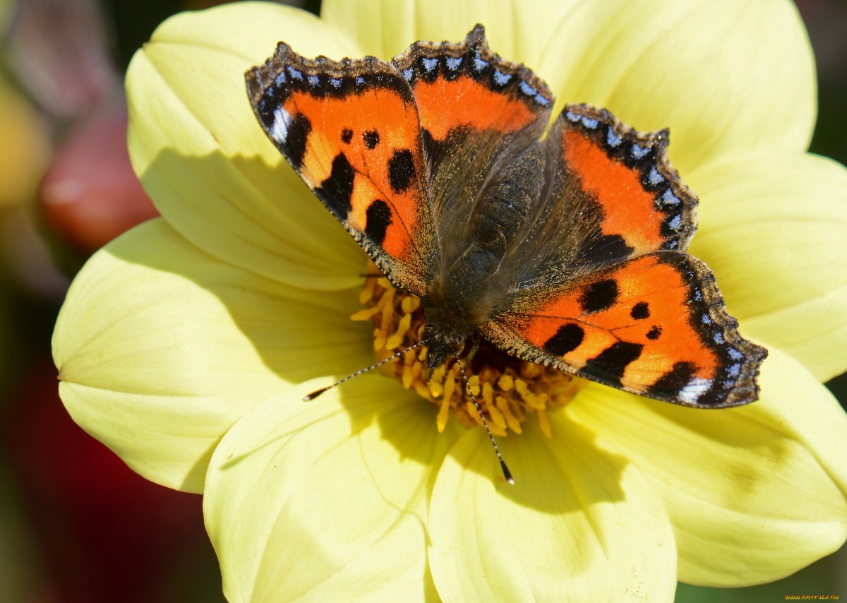 Бабочка на цветке