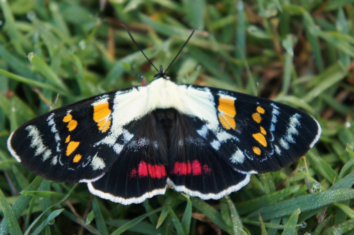 Белые бабочки в садах