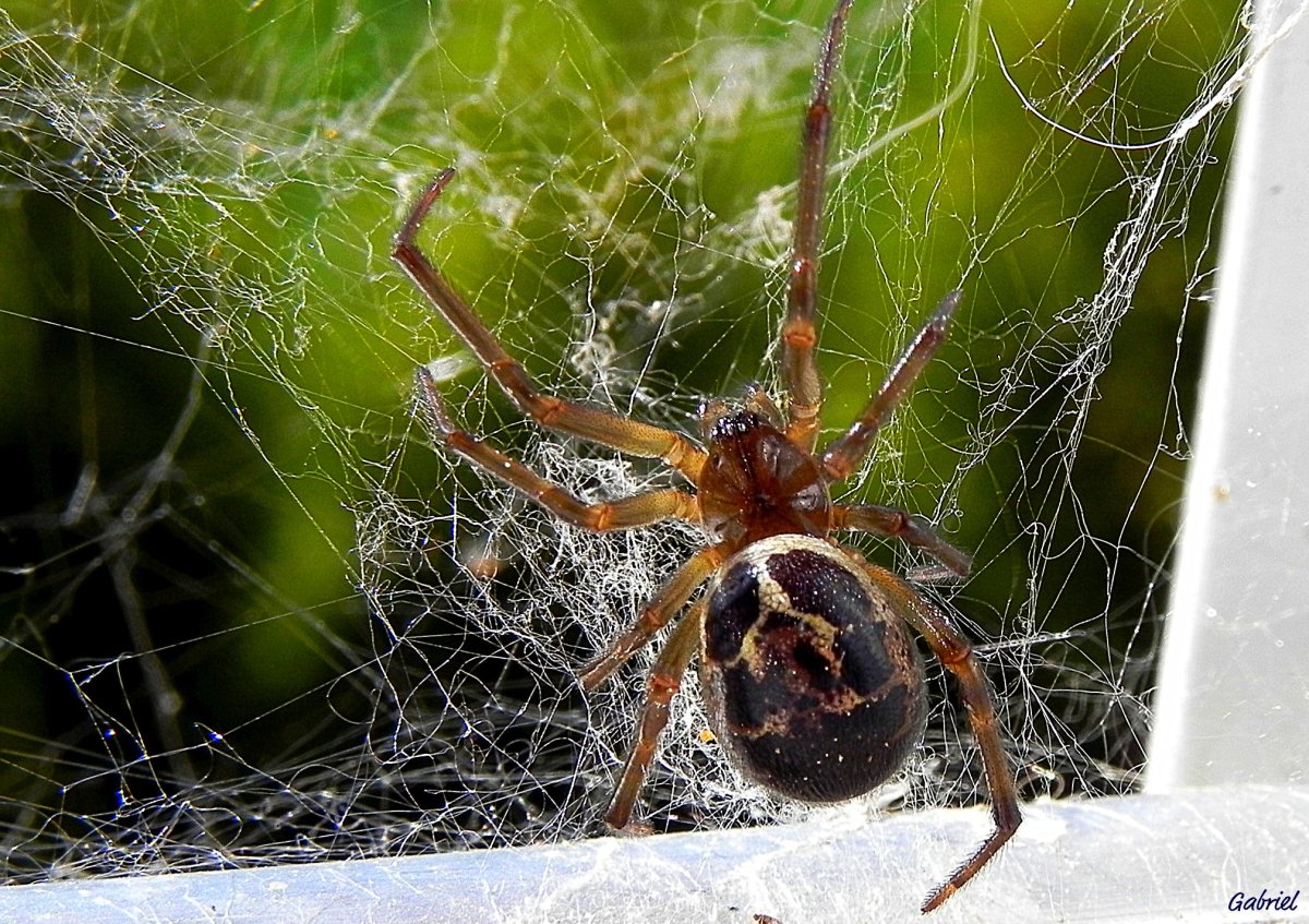 Araneus diadematus - крестовик