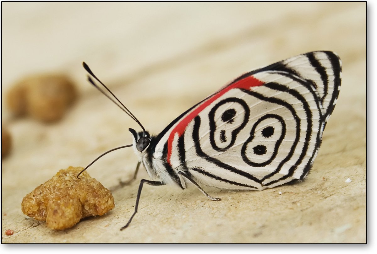 Бабочки с отпугивающей окраской