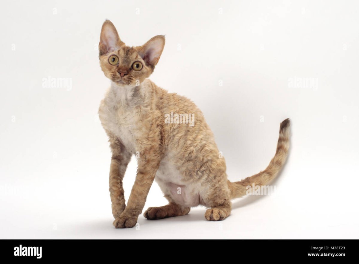 Девон рекс кошка