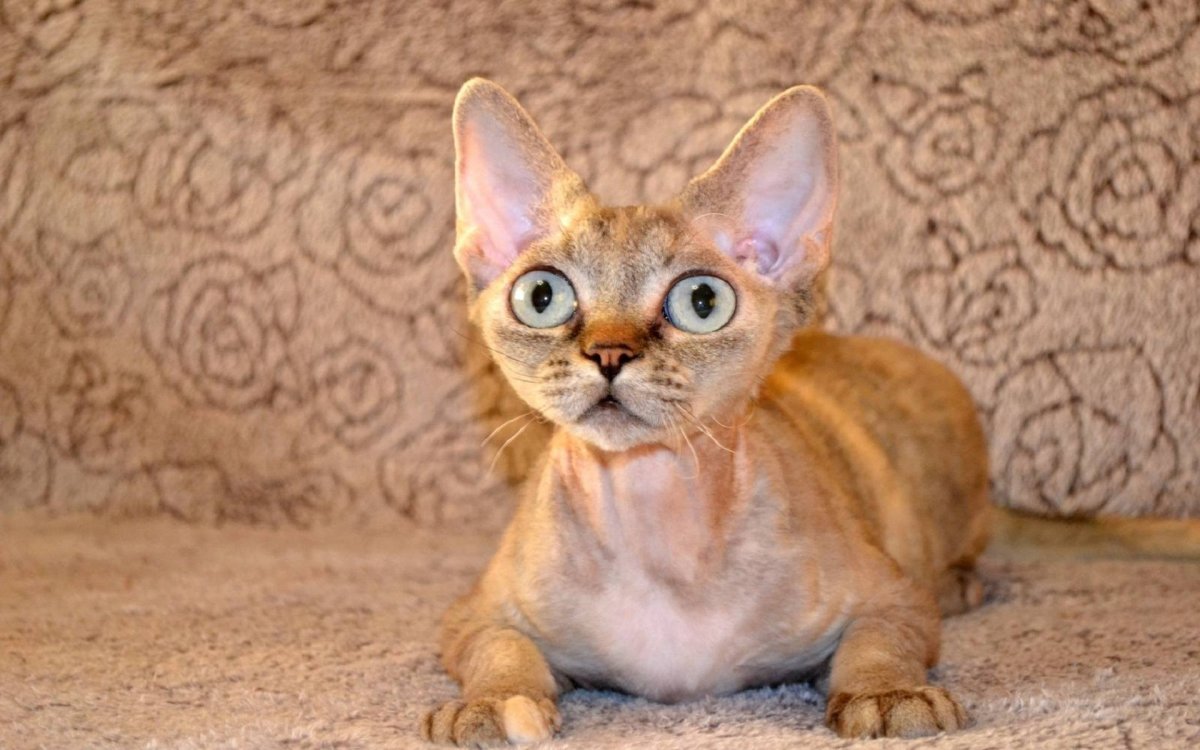 Девон рекс кошка