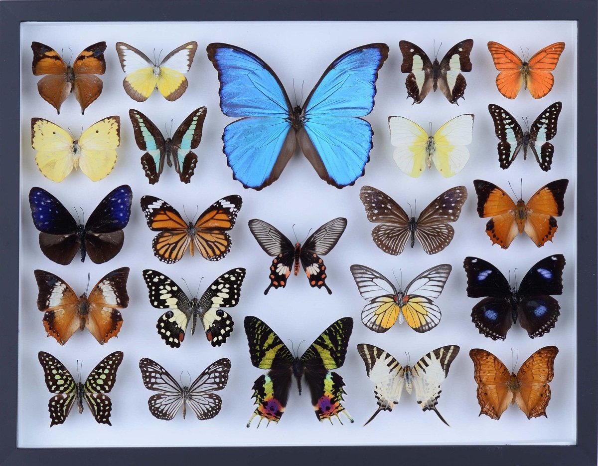 Энтомология бабочки