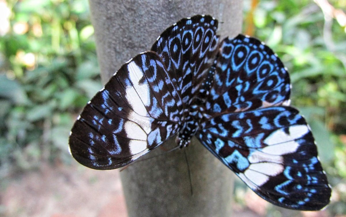 Агриппина бабочка