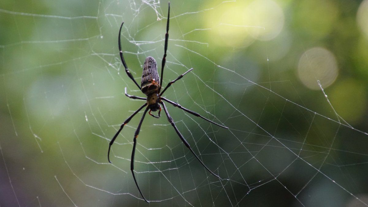 Паук крестовик