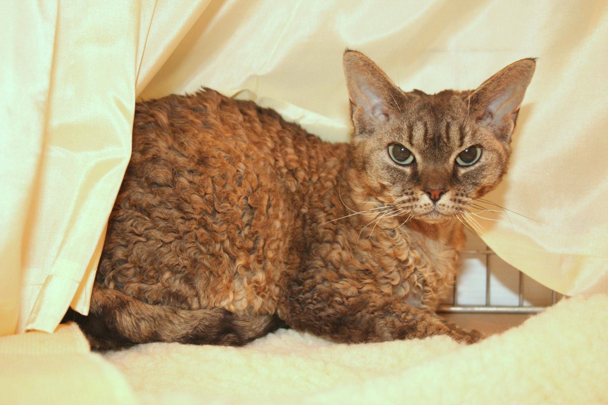 Девон рекс кошка