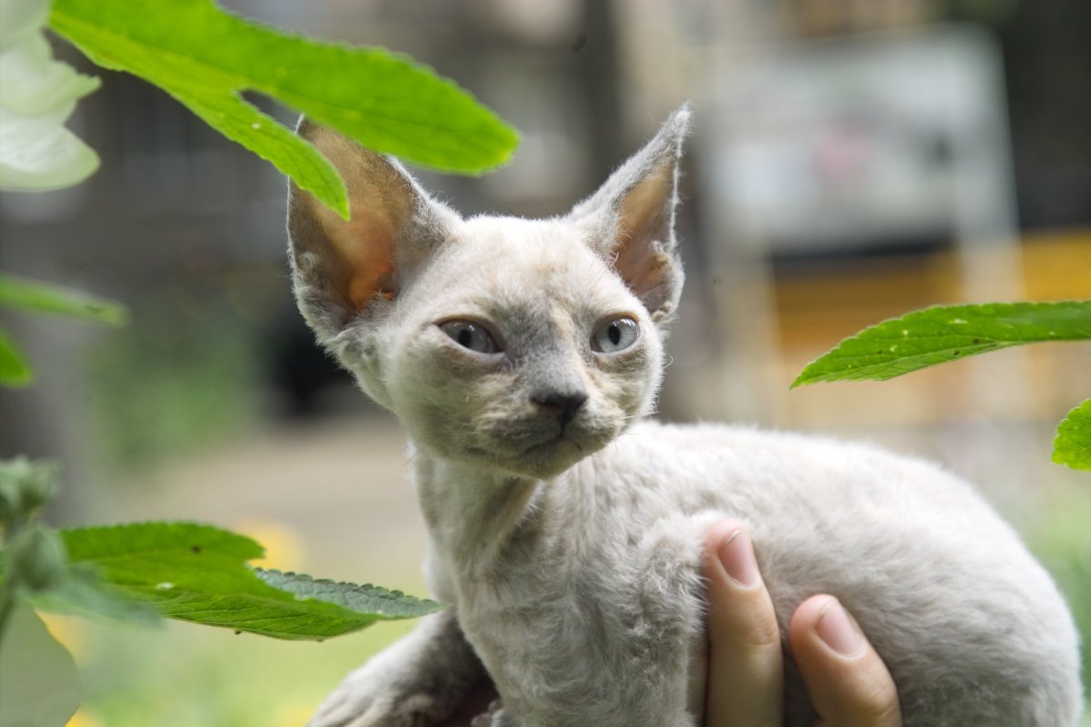 Девон рекс обои