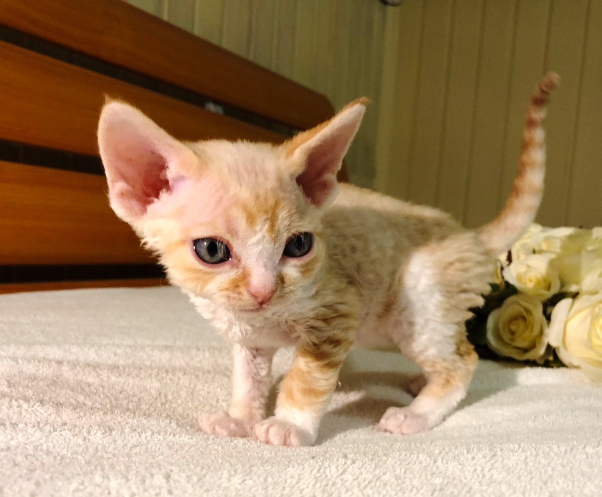 Живот у Девон Рекса