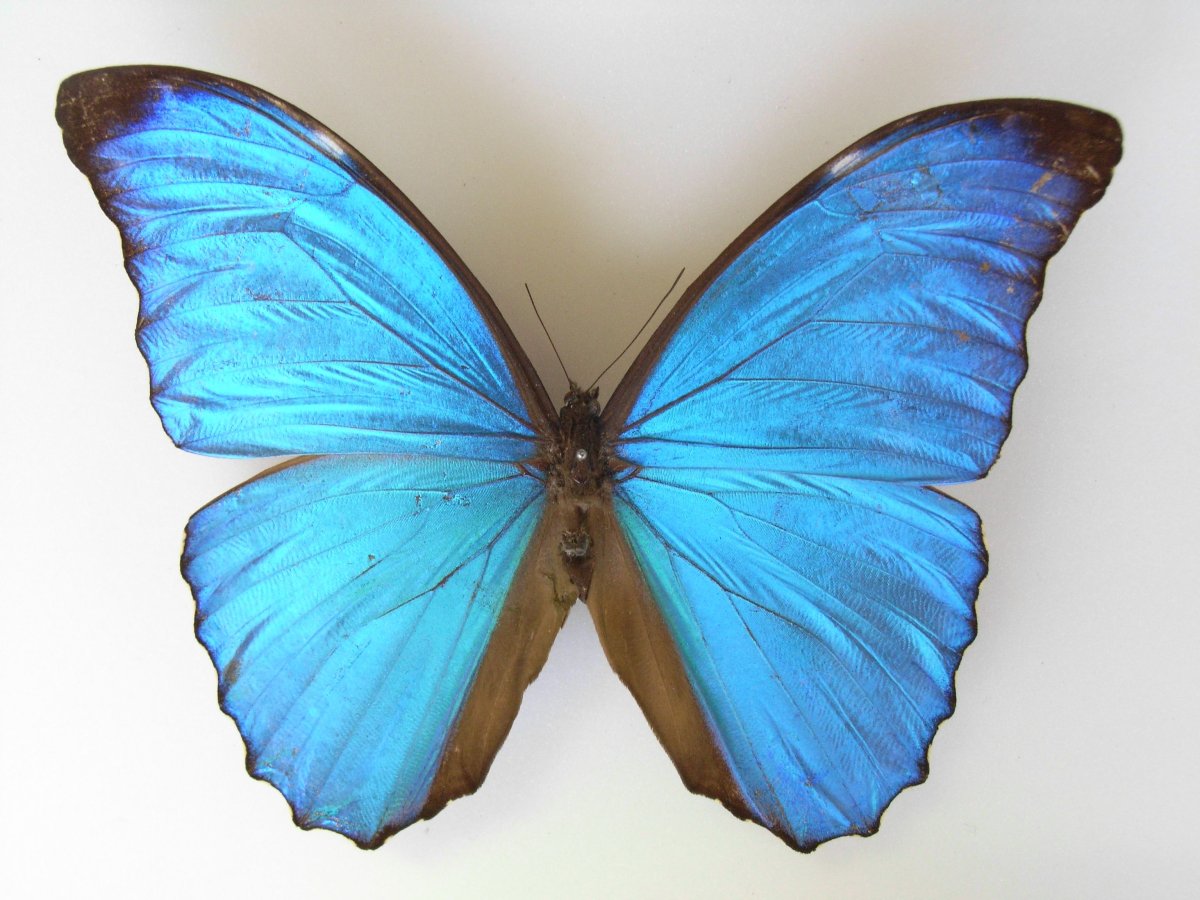 Morpho аматонте