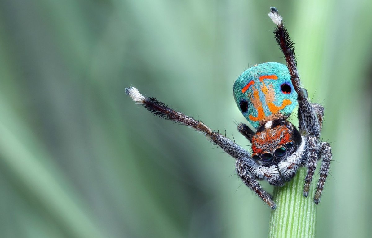 Макросъёмка паука