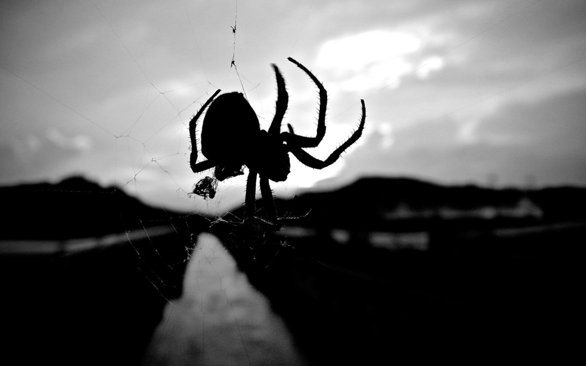 Паук на рабочий стол