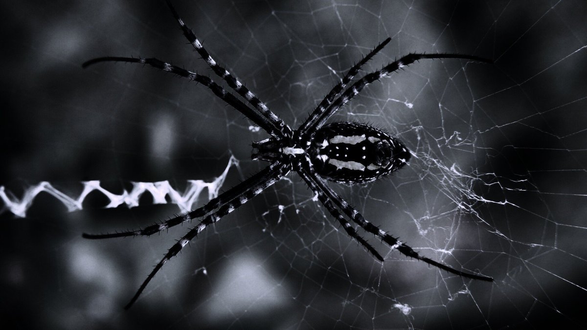 Обои на рабочий стол паук