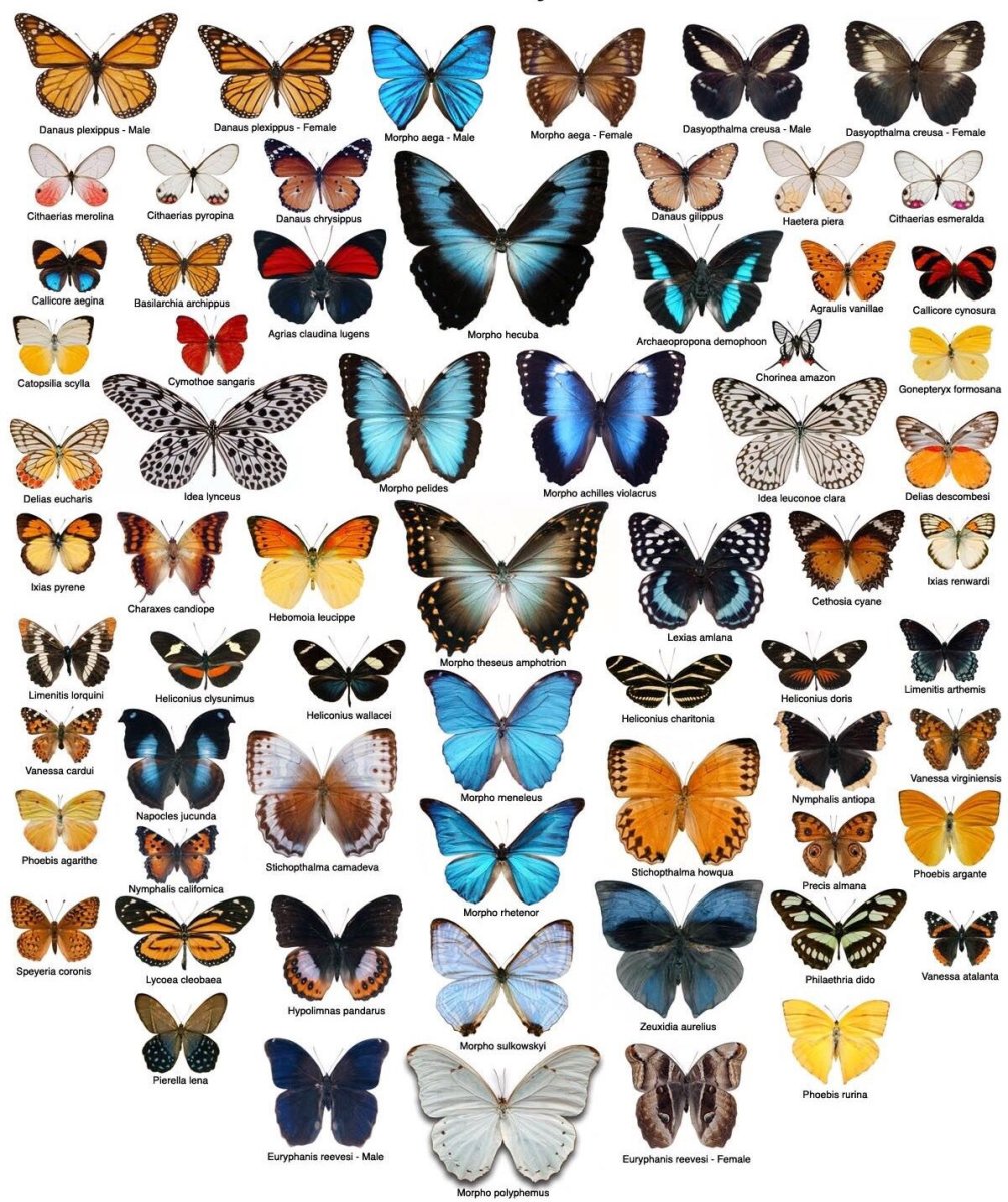 Виды бабочек