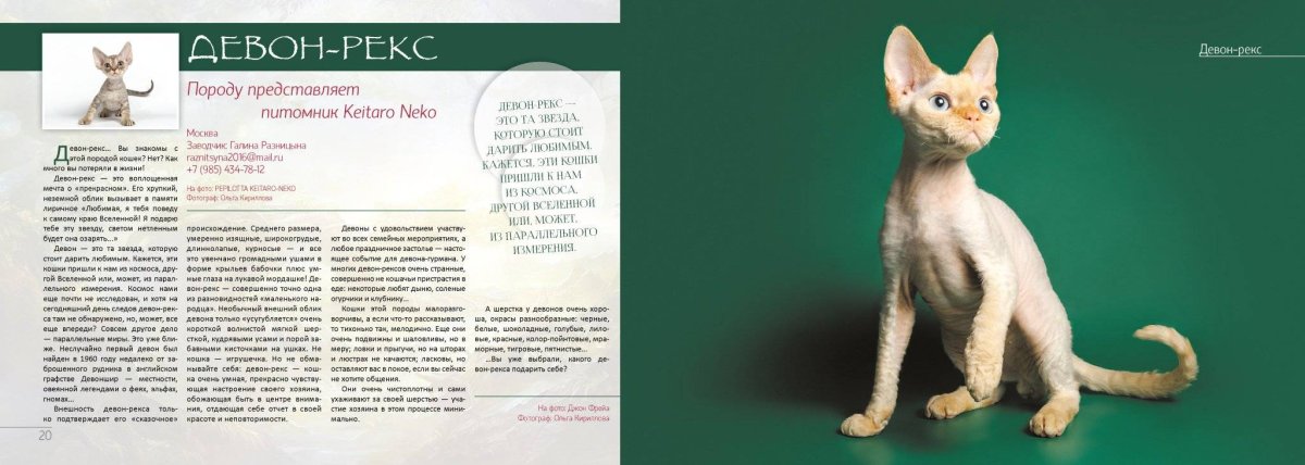 Сфинкс Селкирк рекс