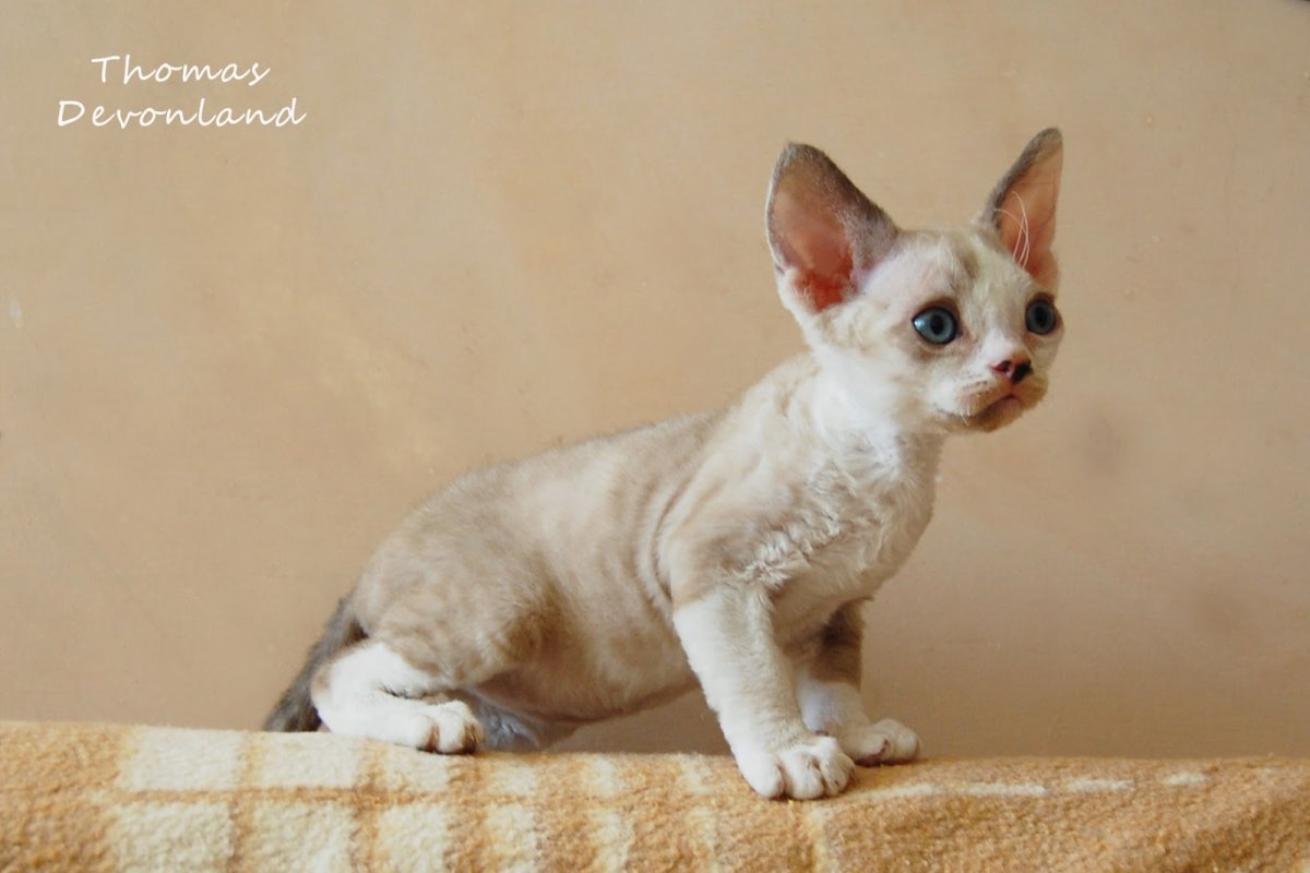 Девон рекс кошка