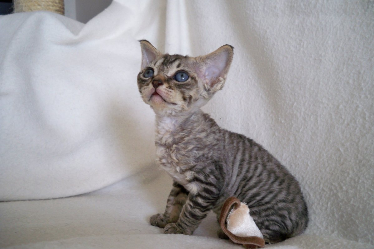 Кот Девон рекс белый